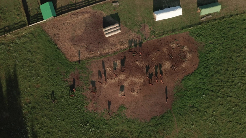 Slow aerial zoom in footage of a herd of brown horses and their beautiful long shadows created by a late summer evening
