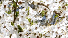Video of the blossoming of white petals of on a cherry tree close up. Sunlight and shadow on spring flowers. Macro shoot.