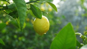 Lemon tree close up, farmer harvesting ripe yellow lemons. drops of water macro video. Picking small lemons from a tree