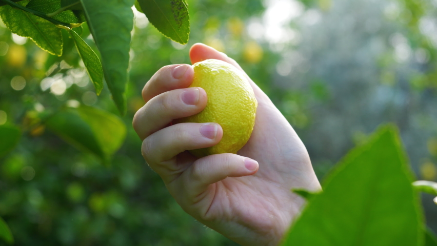 Lemon tree close up, farmer harvesting ripe yellow lemons. drops of water macro video. Picking small lemons from a tree