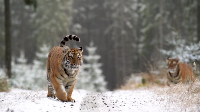Two siberian tigers in the snowy forest, walking on path. Slow motion recorded in 100fps. Winter theme with 2 dangerous animals. Year of tiger