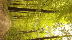 Vertical video of an autumn forest during the day in Ukraine