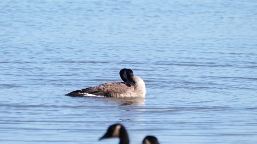 A Canadian goose dips his head, splashes and flaps its wings as it takes a bath in the calm water of Lake Michigan.
