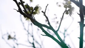 Backlit 4K video of white plum tilt-up.This flower is called 