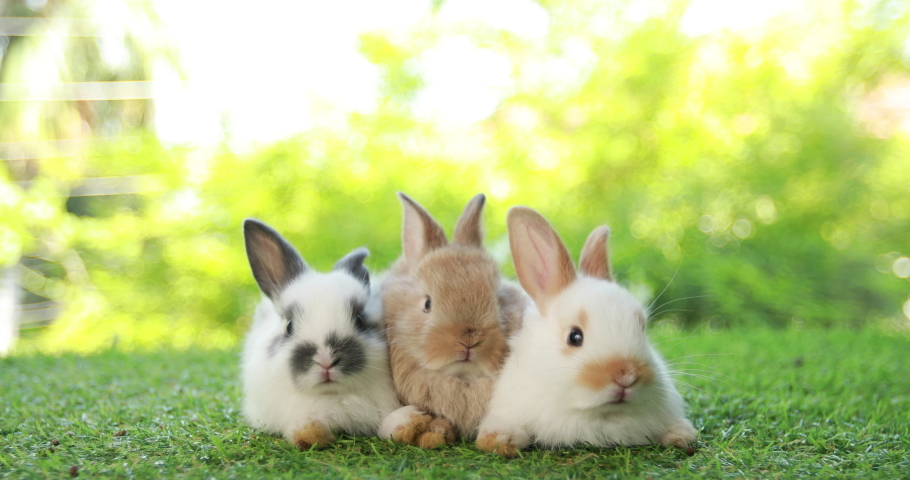 Group of healthy lovely baby bunny easter rabbits eating food, carrot, grass on nature background. Cute fluffy rabbits sniffing, looking around, nature life. Symbol of easter day. Royalty-Free Stock Footage #1097360973