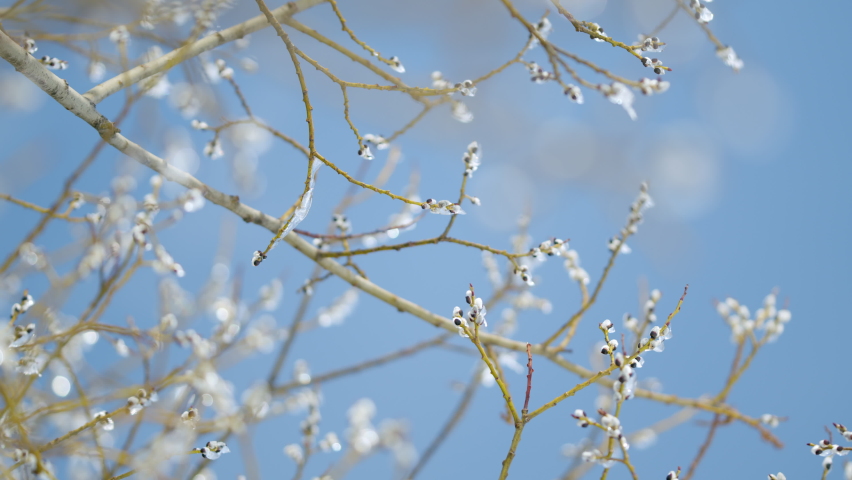 Spring trees ice covered against blue sky background. Willow in early spring. Bokeh.