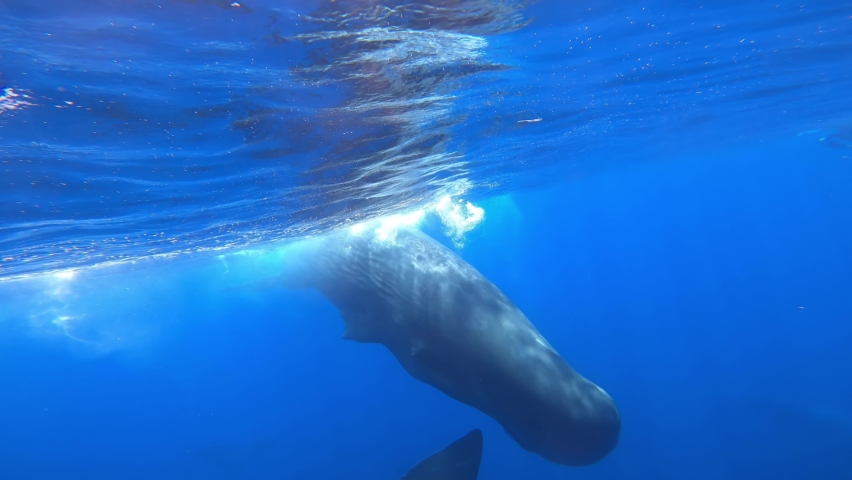 Under water view of Sperm Whale group at sea level, Sri Lanka, 2022
Beautiful underwater view of Sperm Whales from Sri Lanka, 2022
 Royalty-Free Stock Footage #1097367361