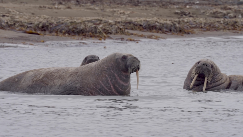 Walrus herd in the water, Svalbard, North pole
Beautiful shot from north pole Spitsbergen, Svalbard Norway,2022, sunset

