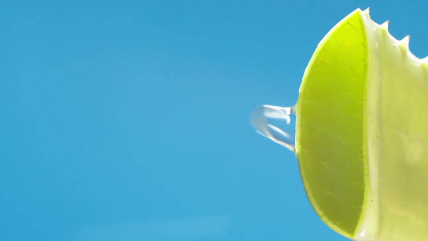 Vertical Pure water drops and streams to green aloe vera on blue background. Slow motion. | Shutterstock HD Video #1097369589