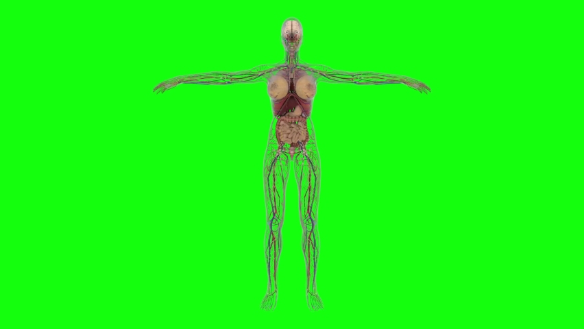 Futuristic female organs system. HUD with 3D render animation. Skeleton, internal organs and brain.  More elements in our portfolio. | Shutterstock HD Video #1097370619