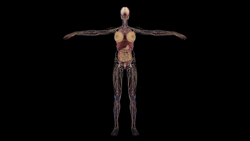 Futuristic female organs system. HUD with 3D render animation. Skeleton, internal organs and brain.  More elements in our portfolio. | Shutterstock HD Video #1097370637