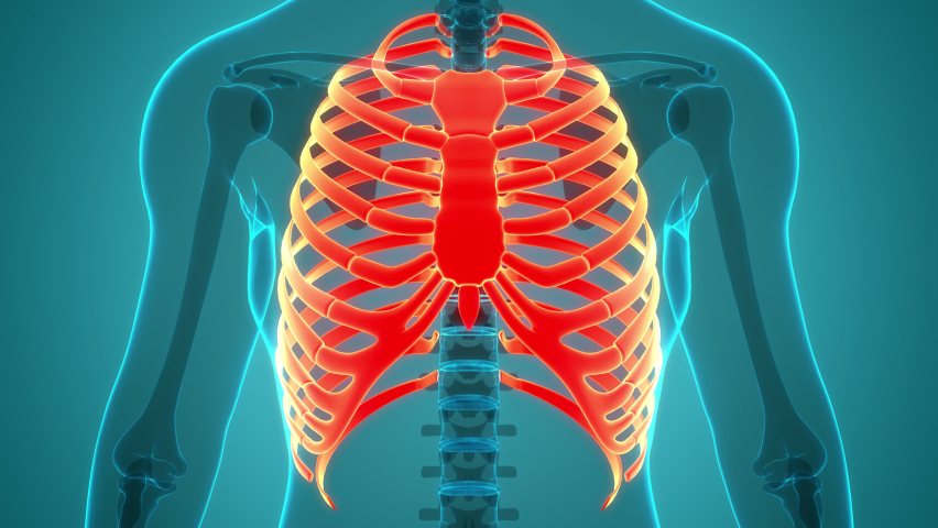 Human Skeleton System Rib Cage Bone Joints Anatomy Animation Concept. 3D | Shutterstock HD Video #1097370739