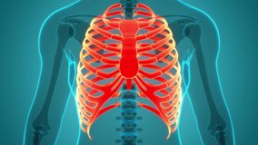 Human Skeleton System Rib Cage Bone Joints Anatomy Animation Concept. 3D