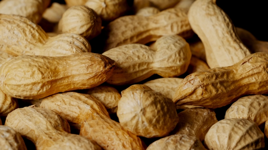 The peanut (Arachis hypogaea), also known as the groundnut, goober (US), pindar (US) or monkey nut (UK), is a legume crop grown mainly for its edible seeds. Royalty-Free Stock Footage #1097375443