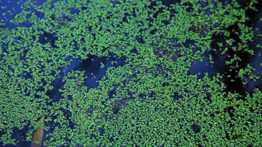 Green floating duckweed in the forest pond 