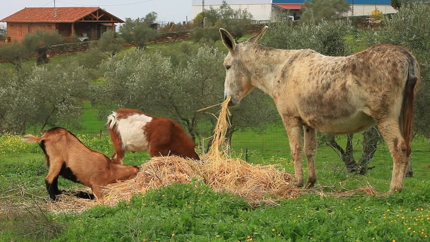 The donkey and two goats eat hay 
