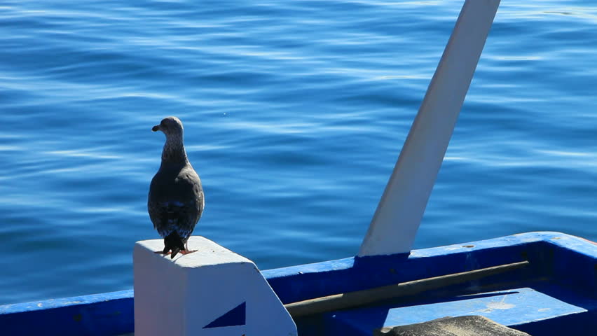 Seagull stand on small blue boat  