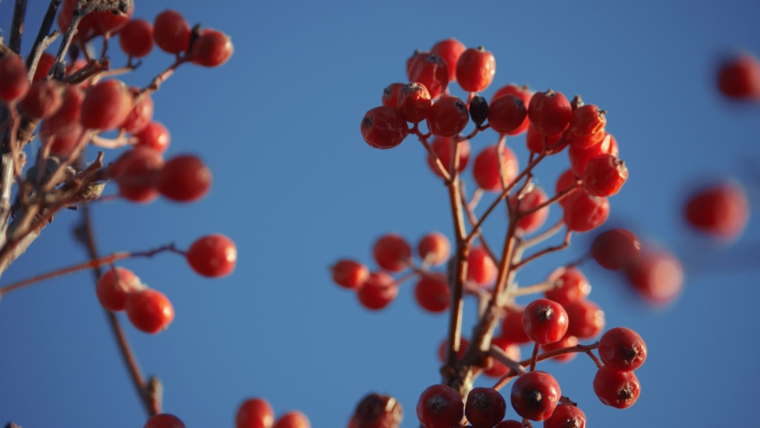 close-up branch of rowan berries. concept a nature berries on winter rowan tree. rowan branch without leaves against the sky Royalty-Free Stock Footage #1097386797