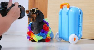 Hand holds camera camcorder filming dog dark glasses of colored Hawaiian beads lei suitcase at exit. Promotional video about vacation tourism model. Shooting advertisement content social media vlogs
