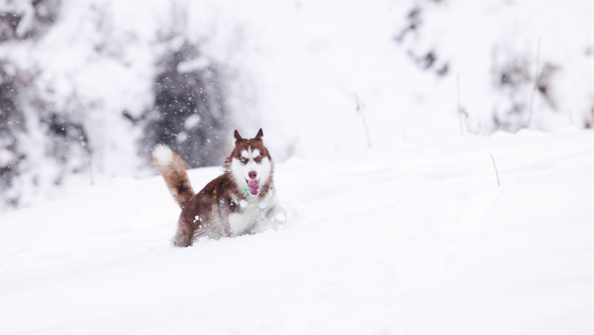 Husky dog run through deep snow in the forest Royalty-Free Stock Footage #1097391327