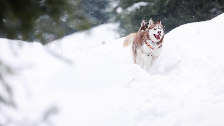 Husky dog run through deep snow in the forest Royalty-Free Stock Footage #1097391335