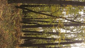 Vertical video of trees in the forest in autumn
