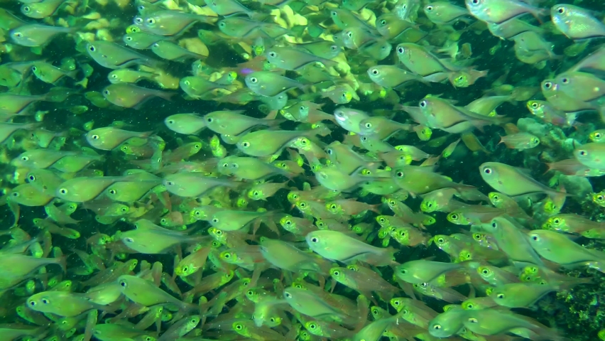 In shaded areas of the coral reef, Dusky sweeper (Pempheris adusta) and Pigmy sweeper (Parapriacanthus ransonneti) form massive flocks. Royalty-Free Stock Footage #1097398363