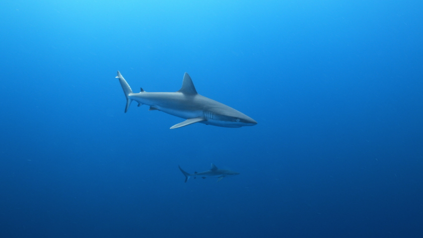 A Grey Reef Shark swims in blue water towards camera Royalty-Free Stock Footage #1097399303