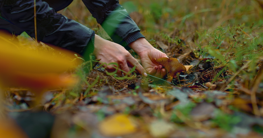 Woman's hand cuts a mushroom, edible mushrooms, autumn harvest. Picking mushrooms in the forest, fallen leaves. Woman cuts a saffron mushroom, a hike for mushrooms. 4k, ProRes