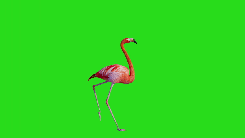 flamingo walking green screen seamless 3d looping animation Royalty-Free Stock Footage #1097402573