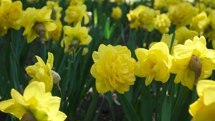 A flower bed of yellow narcissus grows in the park. Bulb flower bud close up. Blooming spring flower in the botanical garden. Multicolored plants on the lawn. Floriculture on the field Royalty-Free Stock Footage #1097402803