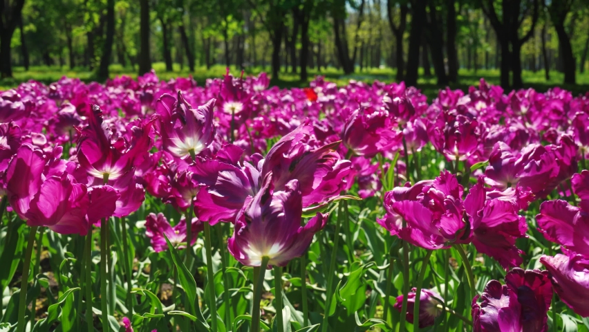 A flower bed of violet tulips grows in the park. Bulb flower bud close up. Blooming spring flower in the botanical garden. Multicolored plants on the lawn. Floriculture on the field Royalty-Free Stock Footage #1097402817