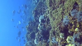 Vertical video of Drifting over huge fields of acropora coral, a school of drummers (Kyphosus sp.) and a hawksbill turtle ((Eretmochelys imbricata)