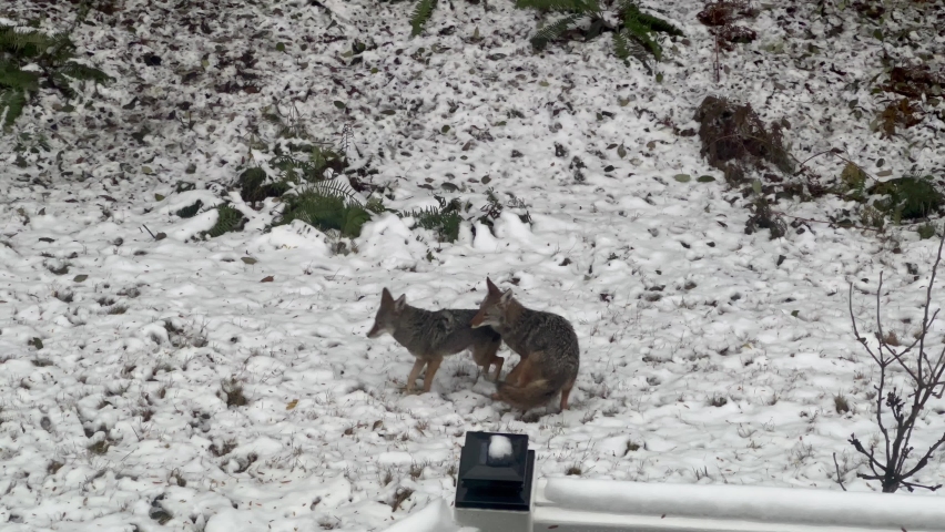 Two young coyotes playing in fresh snow in backyard near home deck with woods in background 