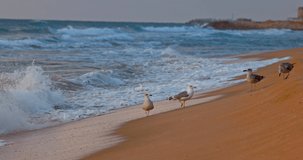 Seagulls birds on the beach sand. Seabirds feeding on the shore 4k video