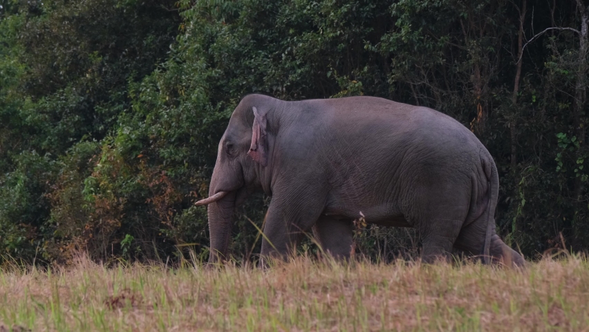 An individual walking to the left on a grassland, Indian Elephant Elephas maximus indicus, Thailand. Royalty-Free Stock Footage #1097411687