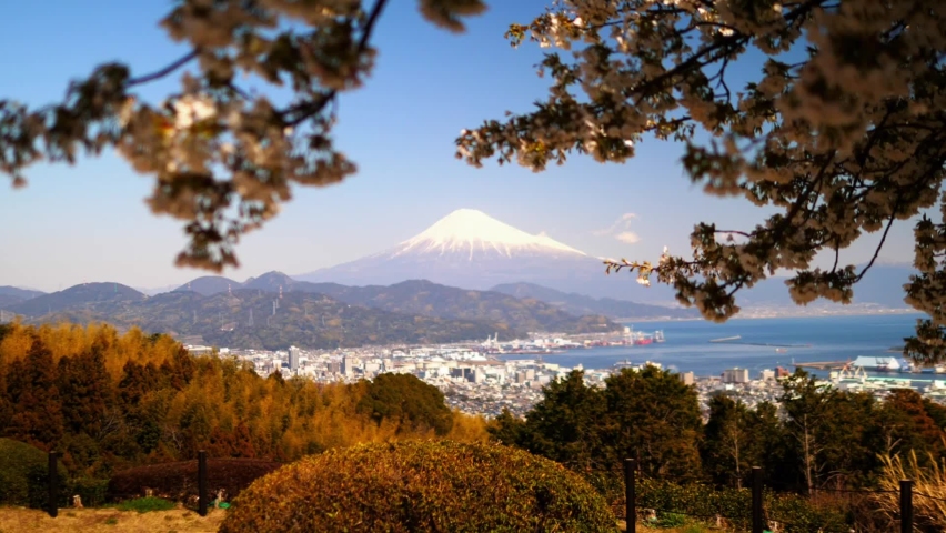 View of Snowy Mt Fuji peak on sunny day through sakura flowers moving on the wing | Shutterstock HD Video #1097411995