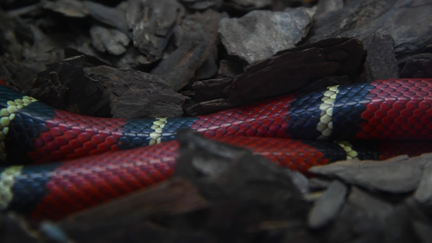 Close-up side view of red striped Central American milk snake (Lampropeltis polyzona) skin lying on the ground. Real time video. Exotic pets theme. | Shutterstock HD Video #1097412869