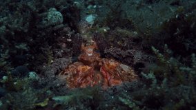 Red Mantis Shrimp - Lysiosquillina lisa living in a hole. Underwater macro life of Tulamben, Bali, Indonesia. 