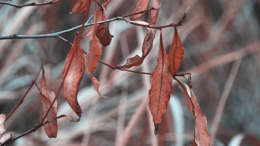 Dry leaves from a long drought | Shutterstock HD Video #1097414011
