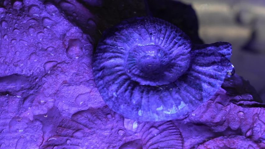 Ammonite in blue with snail-like petrification and water dripping splashing