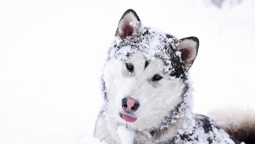 Malamute dog at snow in the forest | Shutterstock HD Video #1097415641