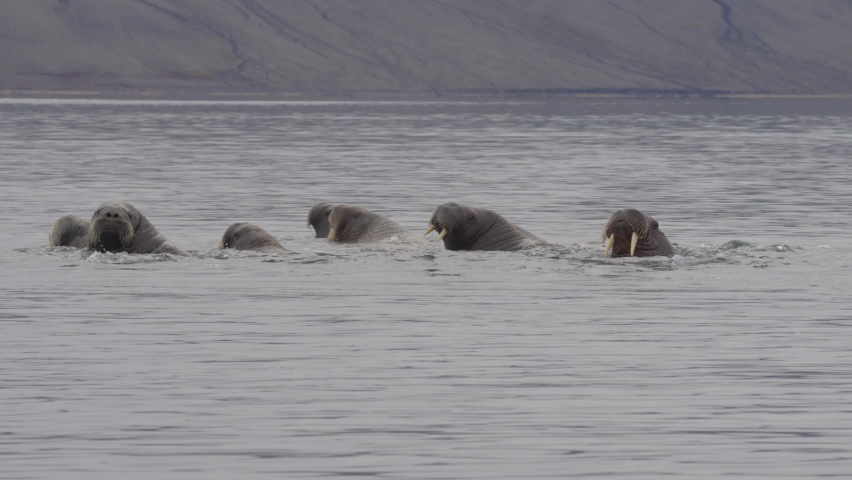 Walrus herd swimming at sunset, Svalbard
Beautiful shot from north pole Spitsbergen, Svalbard Norway,2022, sunset
