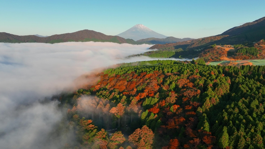 Autumn foggy morning landscape, flying above colourful autumn forest and the sea of clouds, tourism in Asia, Japanese landmark Mount Fuji. High quality 4k footage | Shutterstock HD Video #1097416375