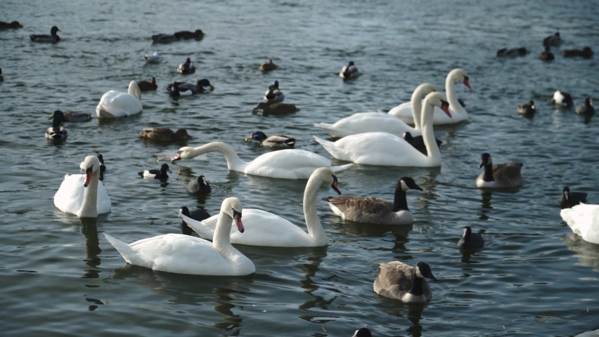 A lot of ducks, coots and swans swimming in a lake | Shutterstock HD Video #1097416521