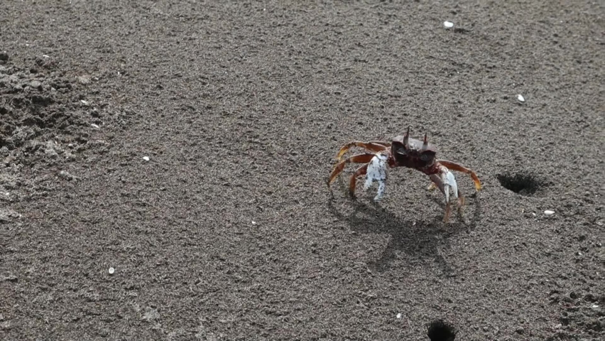 Crabs come out during the day looking for food | Shutterstock HD Video #1097416721
