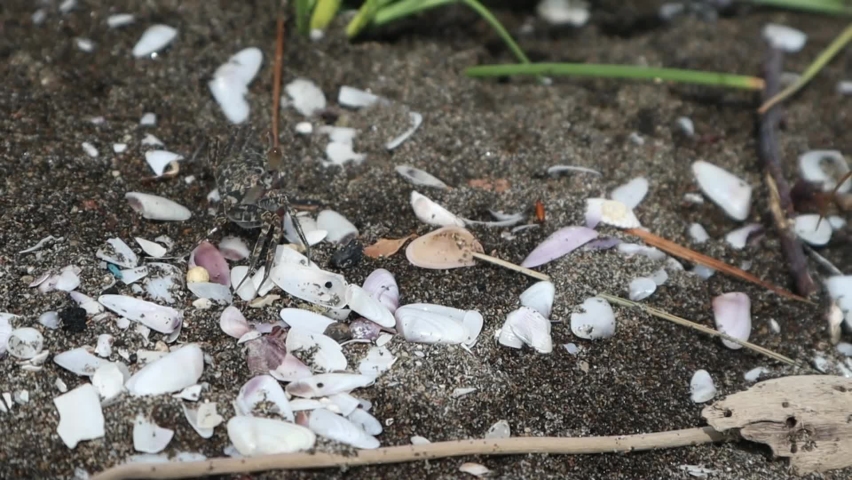 Shards of shellfish scattered on the beach in the morning | Shutterstock HD Video #1097416905