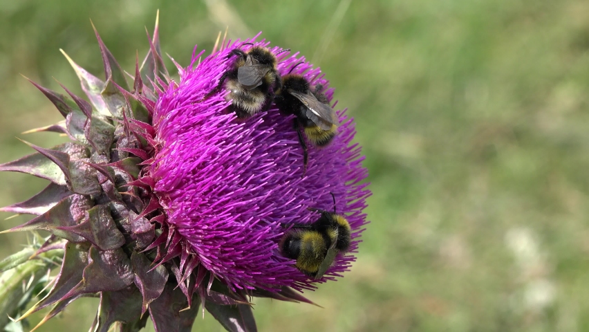 Flying Bumble Bees Insects Collecting Pollen on Thorns Flower, Pollinating Thistles, Mountains Desert Medicine Plants, Bumblebee