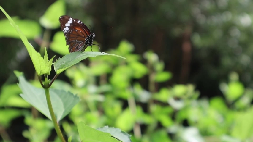 Butterflies are feeding during the day | Shutterstock HD Video #1097417563