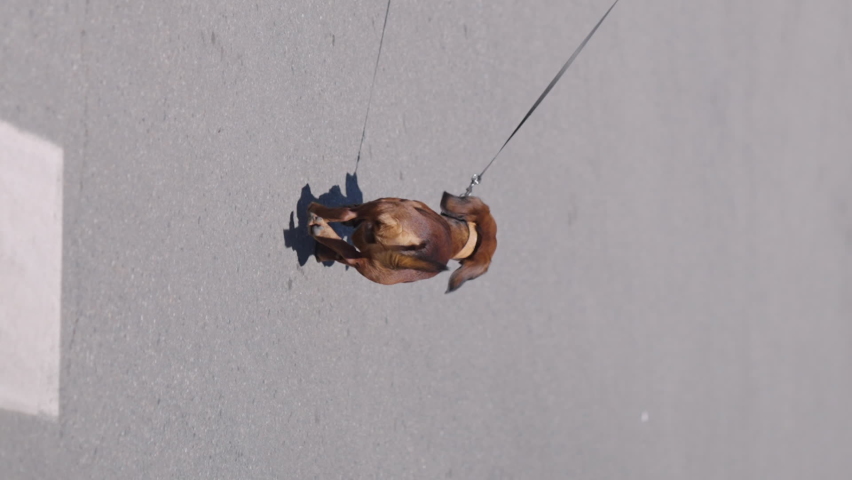 Vertical Screen: Slow motion Dachshund on leash running on asphalt road. Following shot contestants of street race | Shutterstock HD Video #1097417631